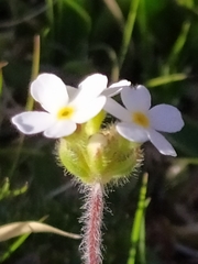 Androsace chamaejasme