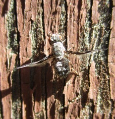 Callopistromyia strigula