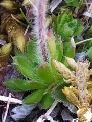 Androsace chamaejasme