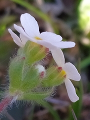 Androsace chamaejasme