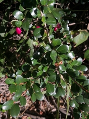 Syzygium australe