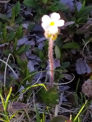 Androsace chamaejasme