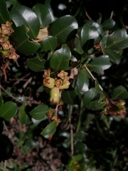 Syzygium australe
