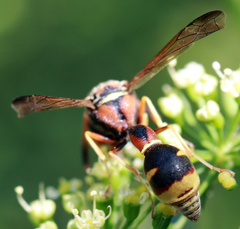 Eumenes smithii