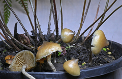 Psilocybe angulospora