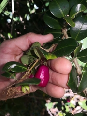 Syzygium australe