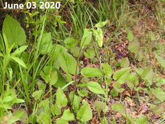 Campanula punctata