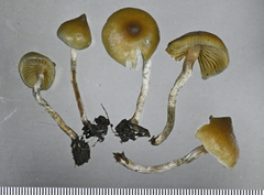 Psilocybe angulospora