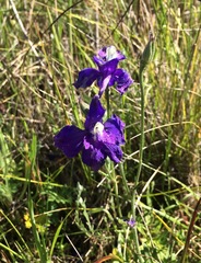 Delphinium variegatum variegatum