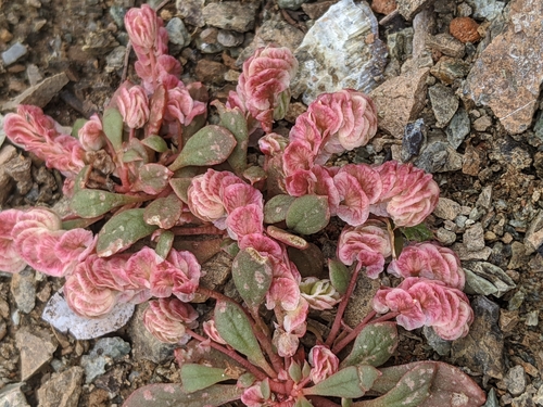 Image of Calyptridium quadripetalum by no rights reserved