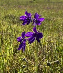 Delphinium variegatum variegatum