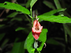 Ruellia inflata