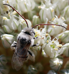 Melissodes tristis