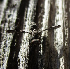 Callopistromyia strigula