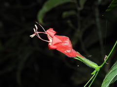 Ruellia inflata