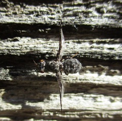Callopistromyia strigula
