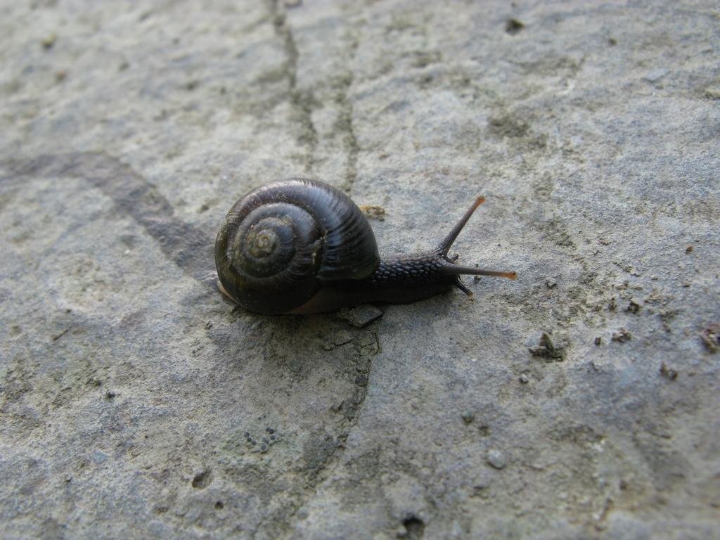 Arianta petrii