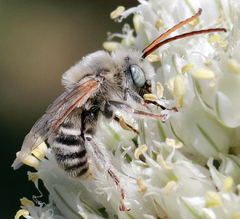 Melissodes tristis