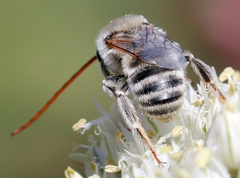 Melissodes tristis