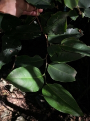 Celtis paniculata