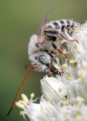 Melissodes tristis