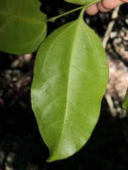 Celtis paniculata