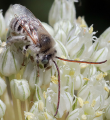 Melissodes tristis