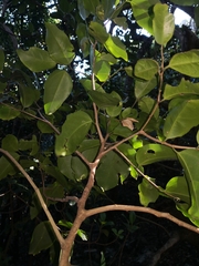 Celtis paniculata