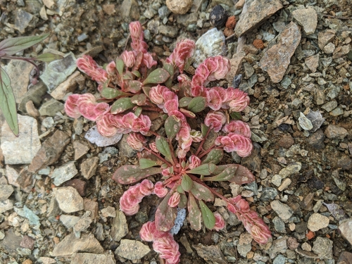 Image of Calyptridium quadripetalum by no rights reserved