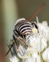 Melissodes tristis