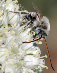Melissodes tristis