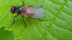 Phaoniinae