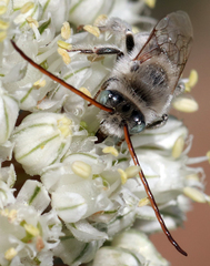 Melissodes tristis