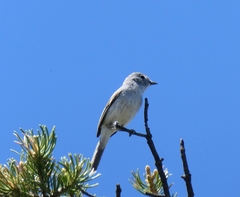 Vireo vicinior