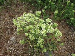 Lepidium chalepense