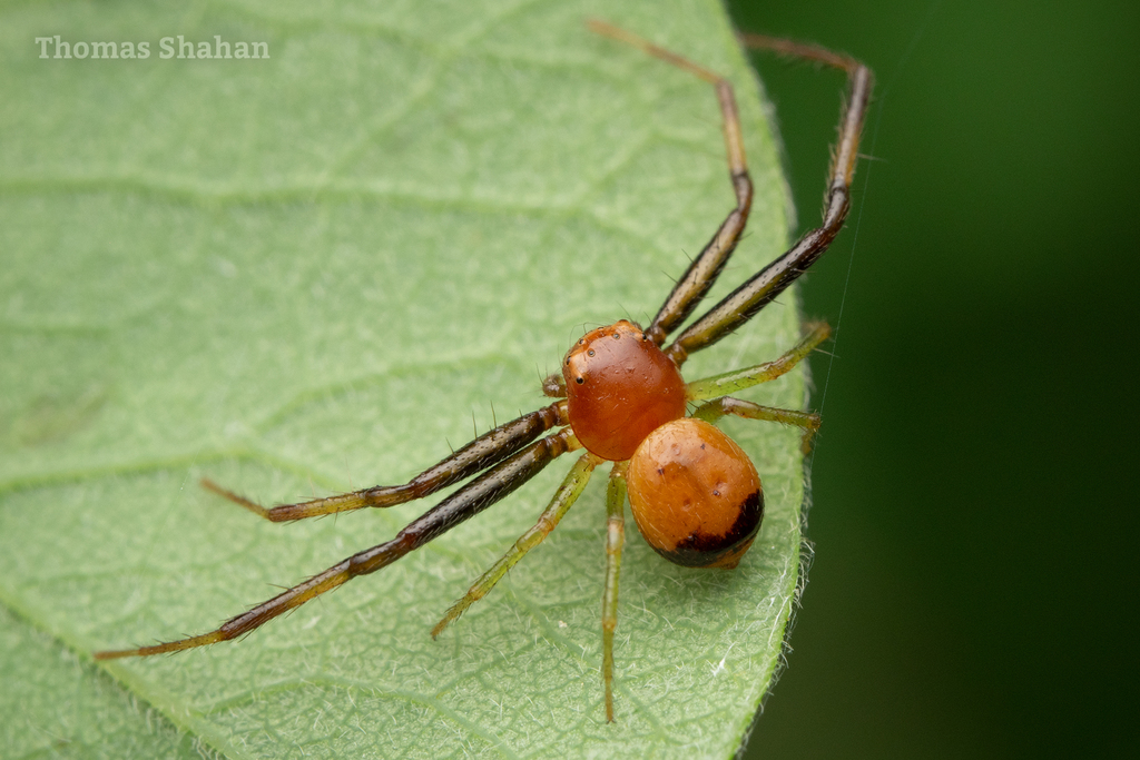 Thomisinae