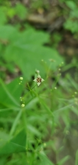 Galium arkansanum