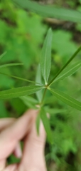 Galium arkansanum