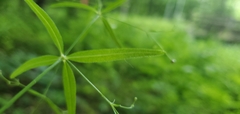 Galium arkansanum