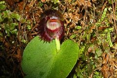 Corybas grumulus