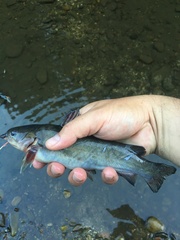Ameiurus catus