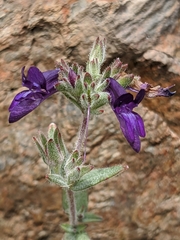 Collinsia greenei
