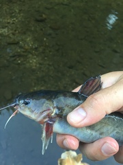 Ameiurus catus