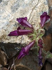 Collinsia greenei