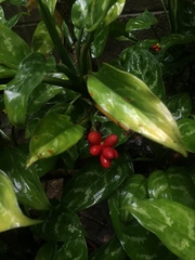 Aglaonema