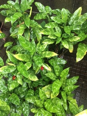 Aglaonema