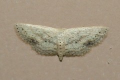 Scopula aemulata