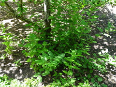 Euonymus hamiltonianus