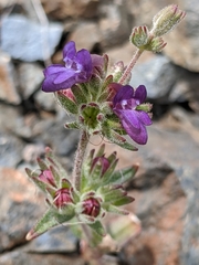 Collinsia greenei