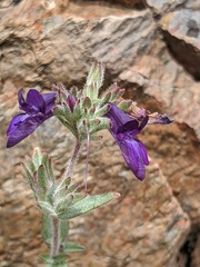 Collinsia greenei